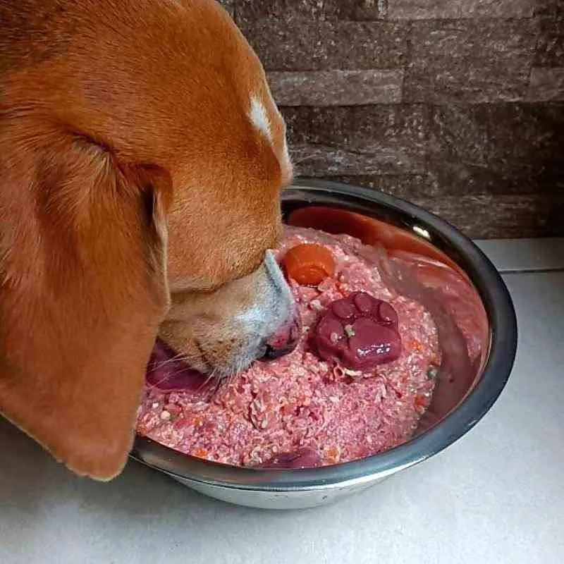 Perro disfrutando su primer plato de dieta BARF natural de CRUBO